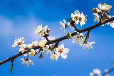 Low angle view of cherry blossom against sky