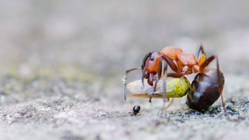 Close-up of ant hunting insect on field