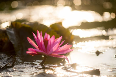 Close-up of pink flower water