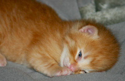 High angle view of ginger cat relaxing on floor