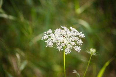 Close-up of white flowering plant