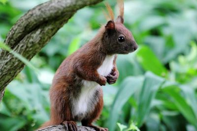 Close-up of squirrel