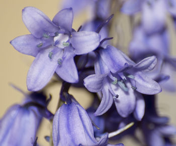 Close-up of purple flowers