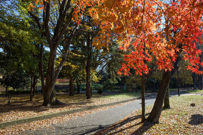 Trees on landscape during autumn