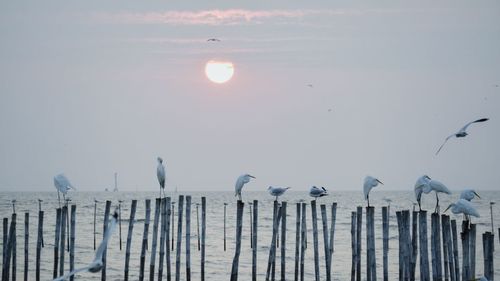 Seagull perching on railing against sky during sunset