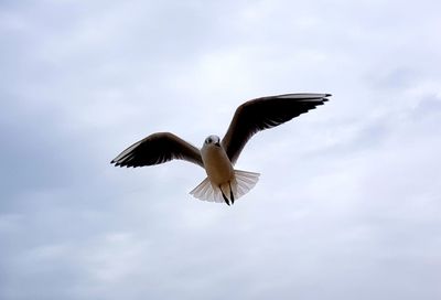 Low angle view of bird flying