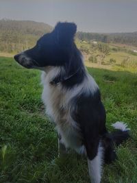 Dog looking away on field