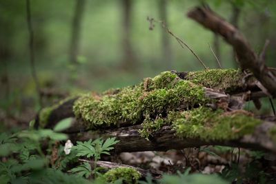 Close-up of moss growing on tree trunk