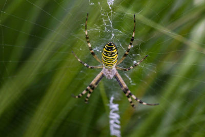 Close-up of spider on web