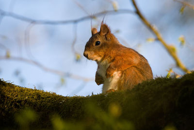 Close-up of squirrel on rock