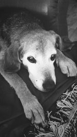 Close-up of dog lying on floor