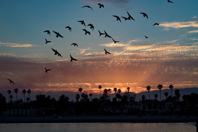 Silhouette birds flying over palm trees and sea against sky during sunset