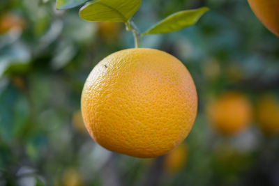 Close-up of orange fruit on tree