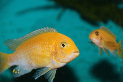 Close-up of fish swimming in sea