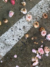 Close-up high angle view of flower petals