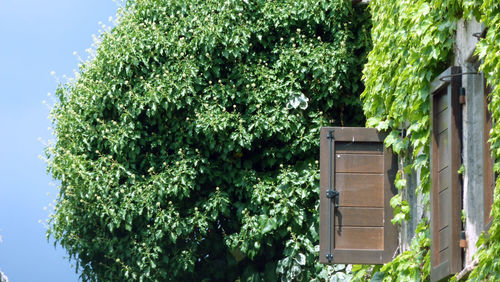Low angle view of ivy on tree against building
