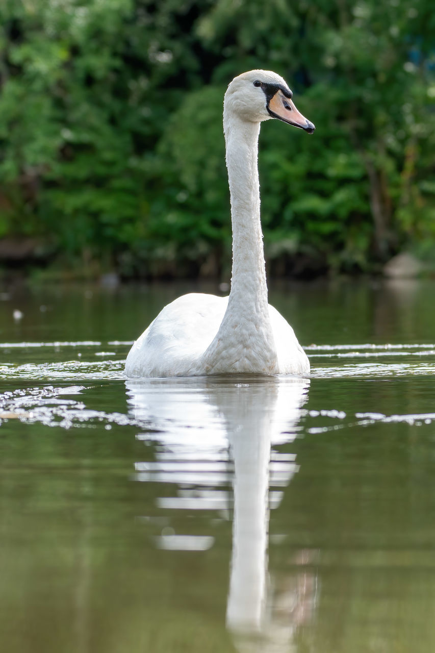 WHITE SWAN IN LAKE