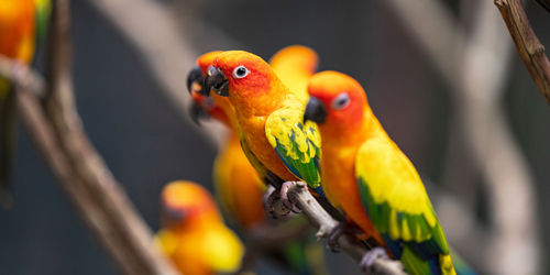 Close-up of parrot perching on branch