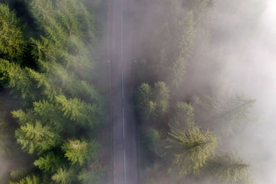 Pine trees in forest