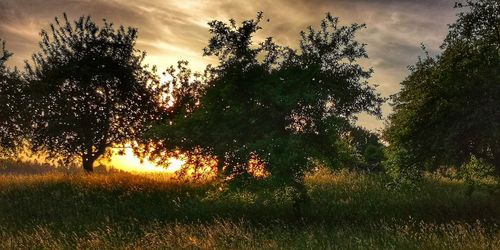 Trees on field against sky at sunset