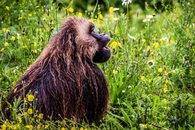 Lion looking away on field