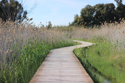 Boardwalk leading towards plants on field