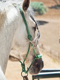 Close-up of white horse