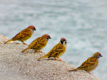 Close-up of bird perching