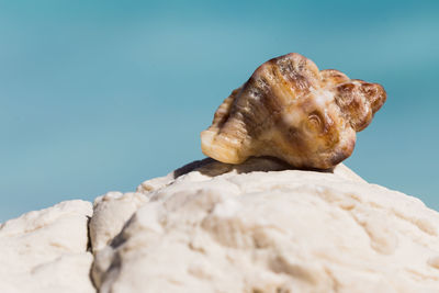 Close-up of shell on rock against blue background