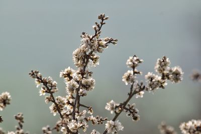 Close-up of apple blossoms in spring