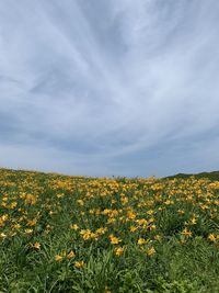 Scenic view of sunflower field against sky