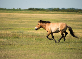 Side view of horse running on field