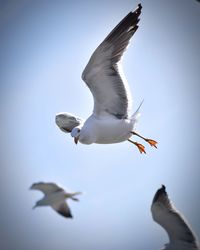 Low angle view of seagull flying