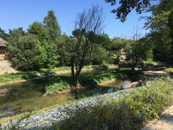 Trees growing by river in forest against sky