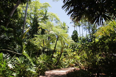 Trees by plants against sky