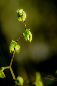 Close-up of green plant