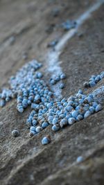 High angle view of sea shells on rock