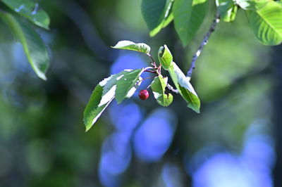 Close-up of red berries growing on plant