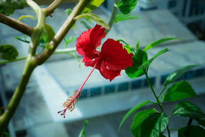 Big flower of hibiscus and the green leaves and glass fence at the background. urban garden concept.
