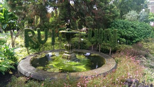 Trees in pond