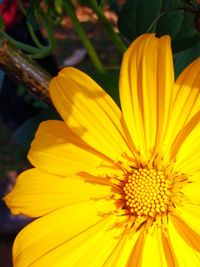 Close-up of yellow flower