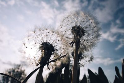 Low angle view of dandelion on plant against sky