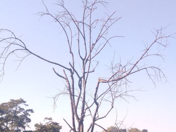 Low angle view of bare tree against clear sky