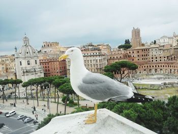 Bird perching on retaining wall in city against sky