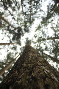 Low angle view of tree trunk in forest