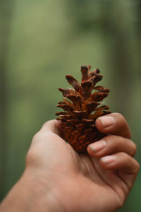 Close-up of hand holding plant