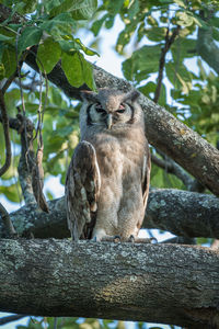 Spotted eagle owl perching on tree