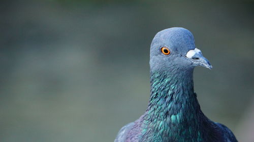 Close-up of pigeon