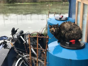 Cat in a boat