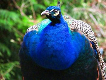 Close-up of peacock against blue background